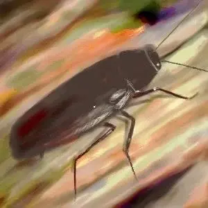 Profile image of ゴキブリ