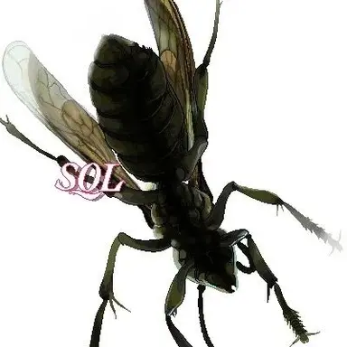 Profile image of 大きな蜂