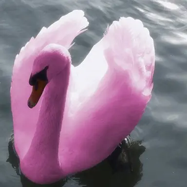 Profile image of 설탕백조