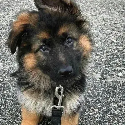 SolemnBee4981의 Kaiser