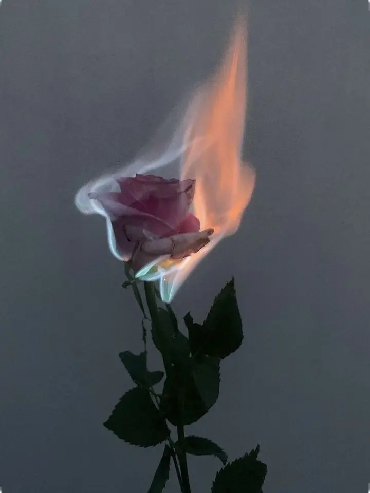 Sae_Rin.0214의 毒殺