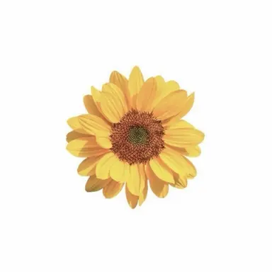 Profile image of 不破湊