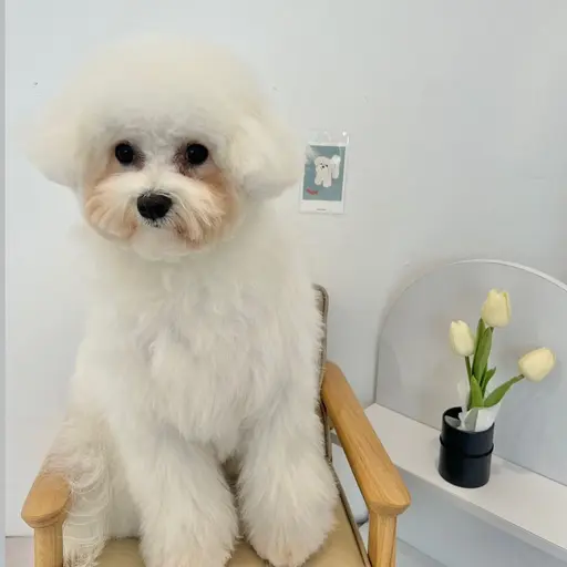 SuppleSheep4489의 권마요