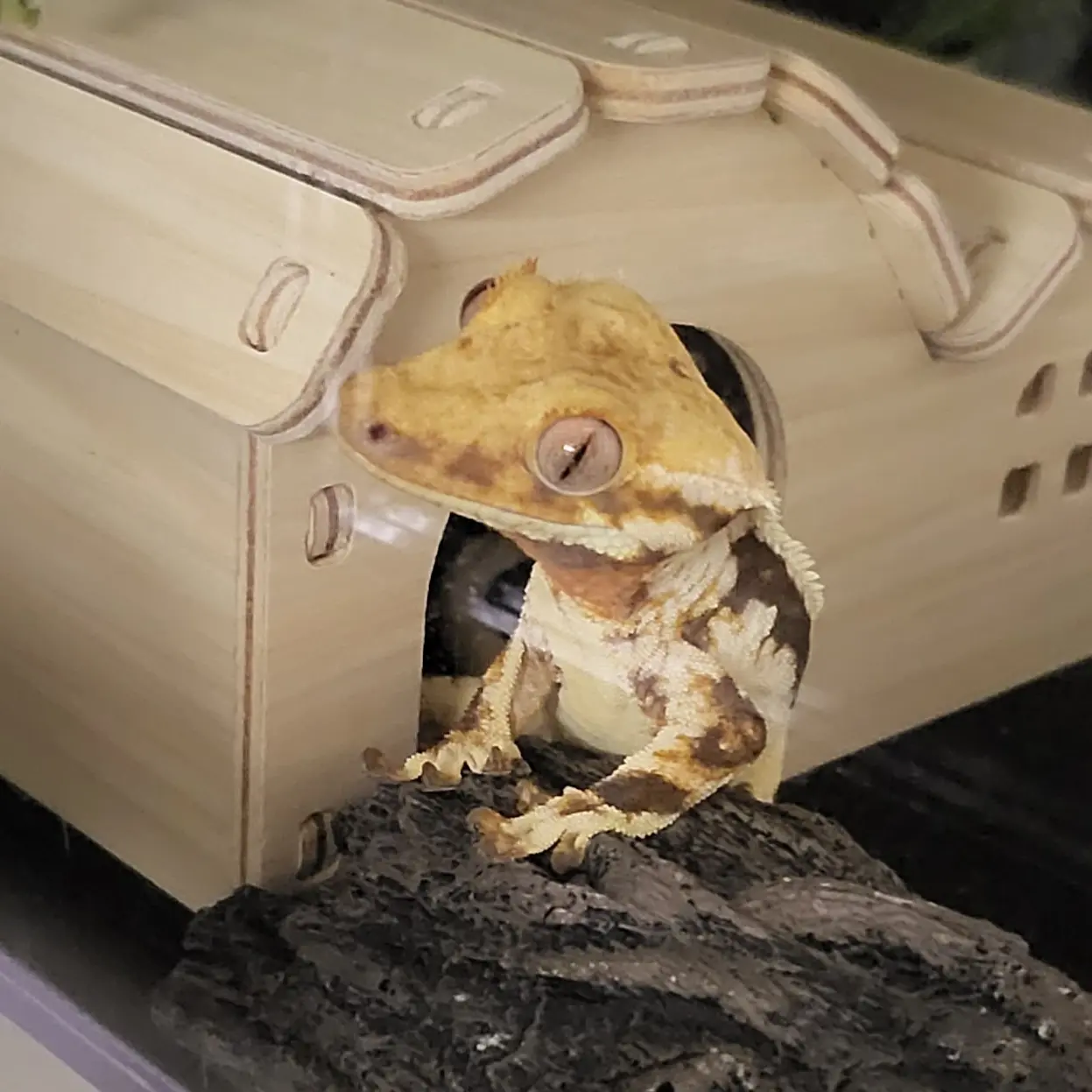 lizard_love의 당신을 짝사랑하는 백설탕.