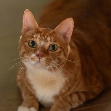 Profile image of 애옹이