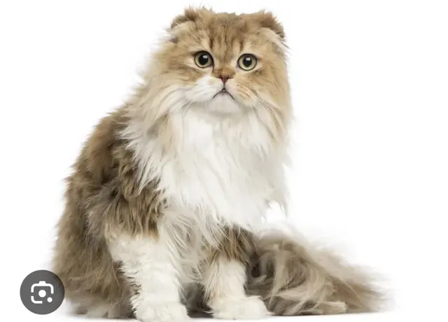 Profile image of 불꽃정령