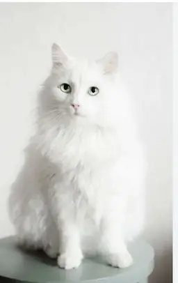 Profile image of 파인드래곤