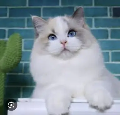Profile image of 퓨어바닐라