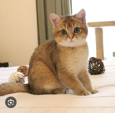Profile image of 용안드래곤