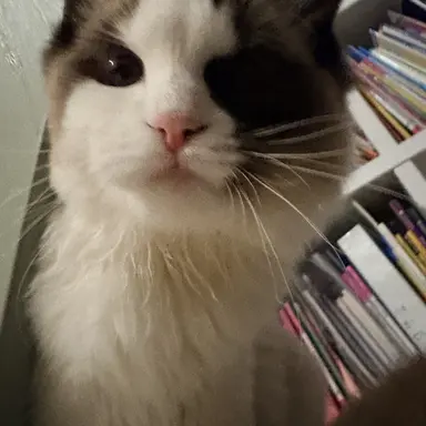 Profile image of 해설냔