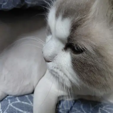 Profile image of 하린