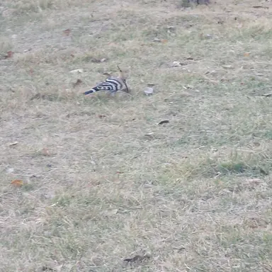 Profile image of 다른 친척들