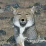 Profile image of 여우