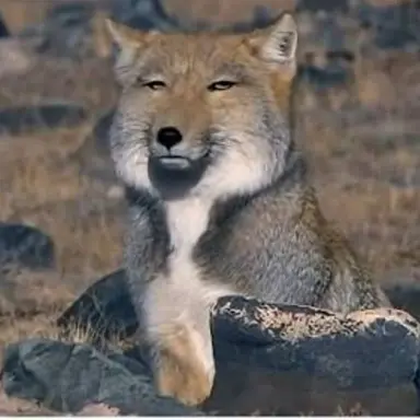 Profile image of 김늑대