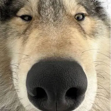 Profile image of 늑대