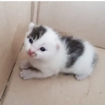 kjwoo의 아기 길고양이