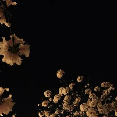 Profile image of 아이리스