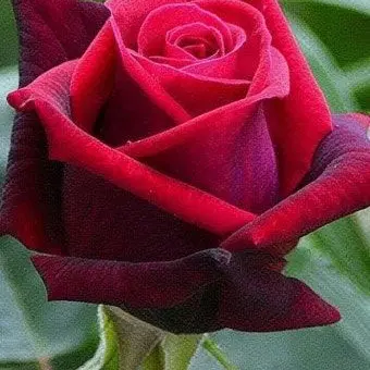 Profile image of 평학