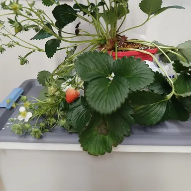 Profile image of 여우