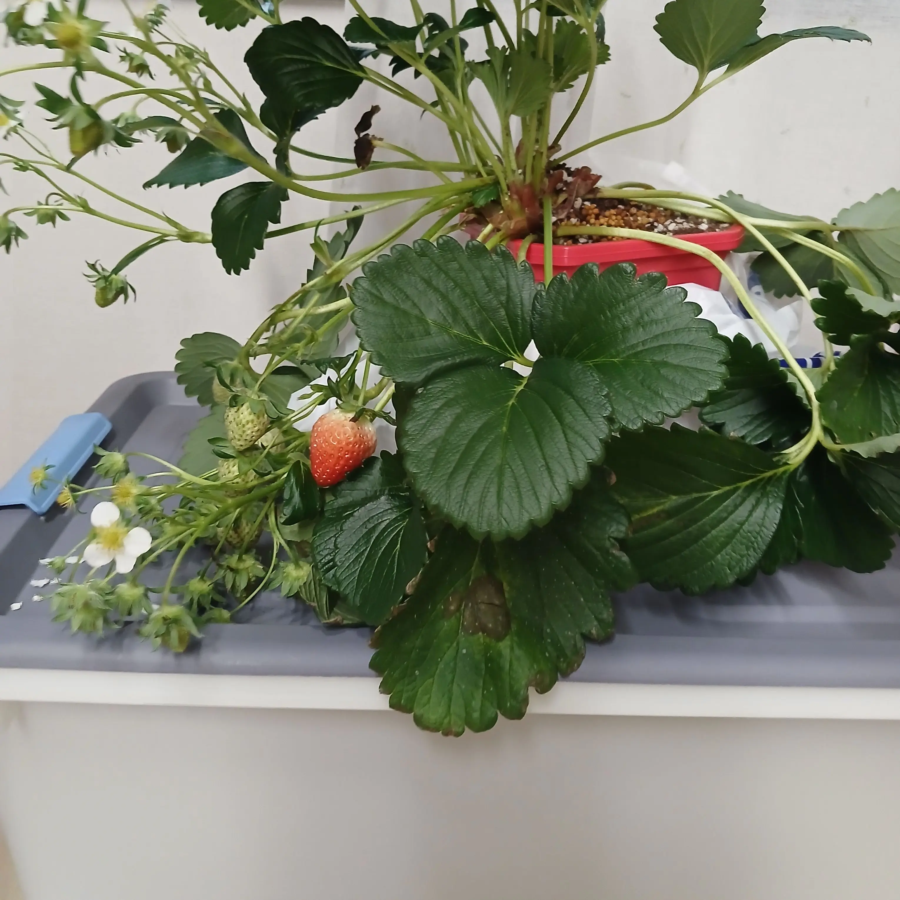 BouncyCliff8640의 당신은구미호입니다.