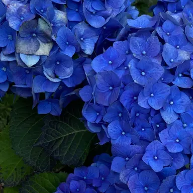 Profile image of 행크