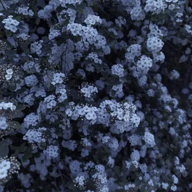 Profile image of 파이브