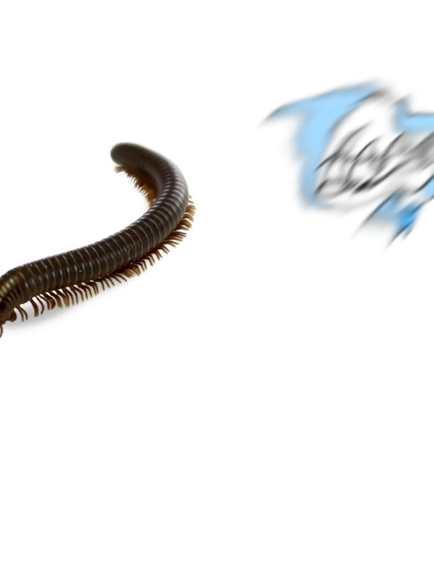 Pi_yero의 늑대2명과 학교생활..