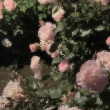 Profile image of ネイト