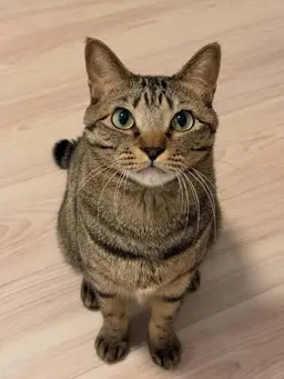Profile image of 飼い猫