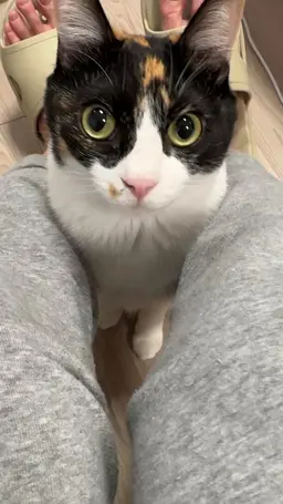 Profile image of 飼い猫