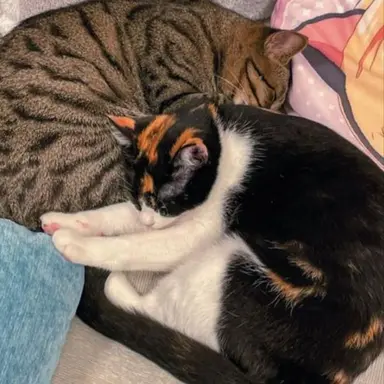 Profile image of 飼い猫