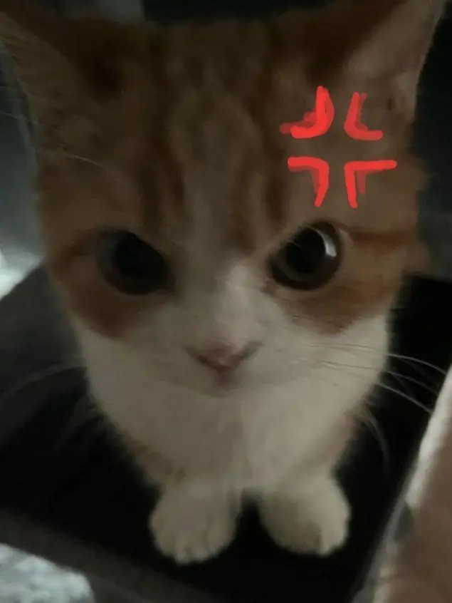 DrearySlide4637의 彼女が猫に！？