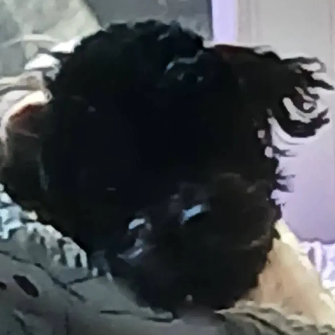 모양몬