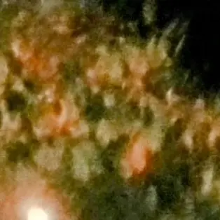 VictimFrog.com의 犯罪組織 法雪団(LST)