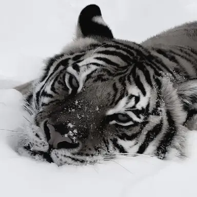 Profile image of 바오르