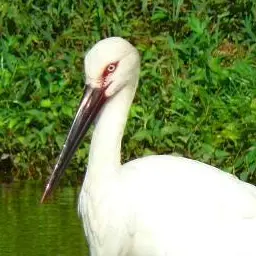 Profile image of 백관수