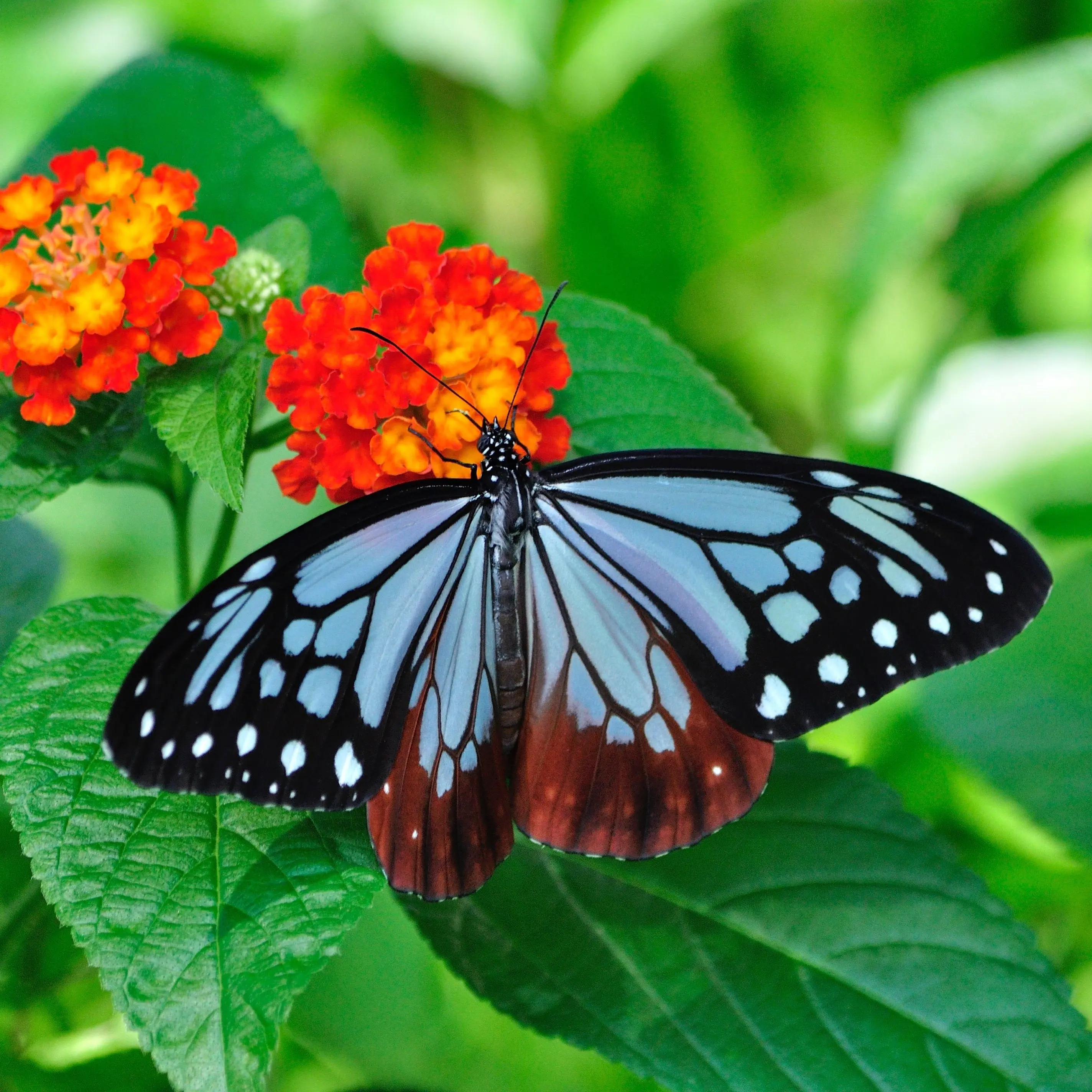 PinkUrial2024의 愛で育った蛾