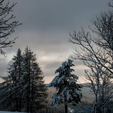 Profile image of 어니스트 셀번