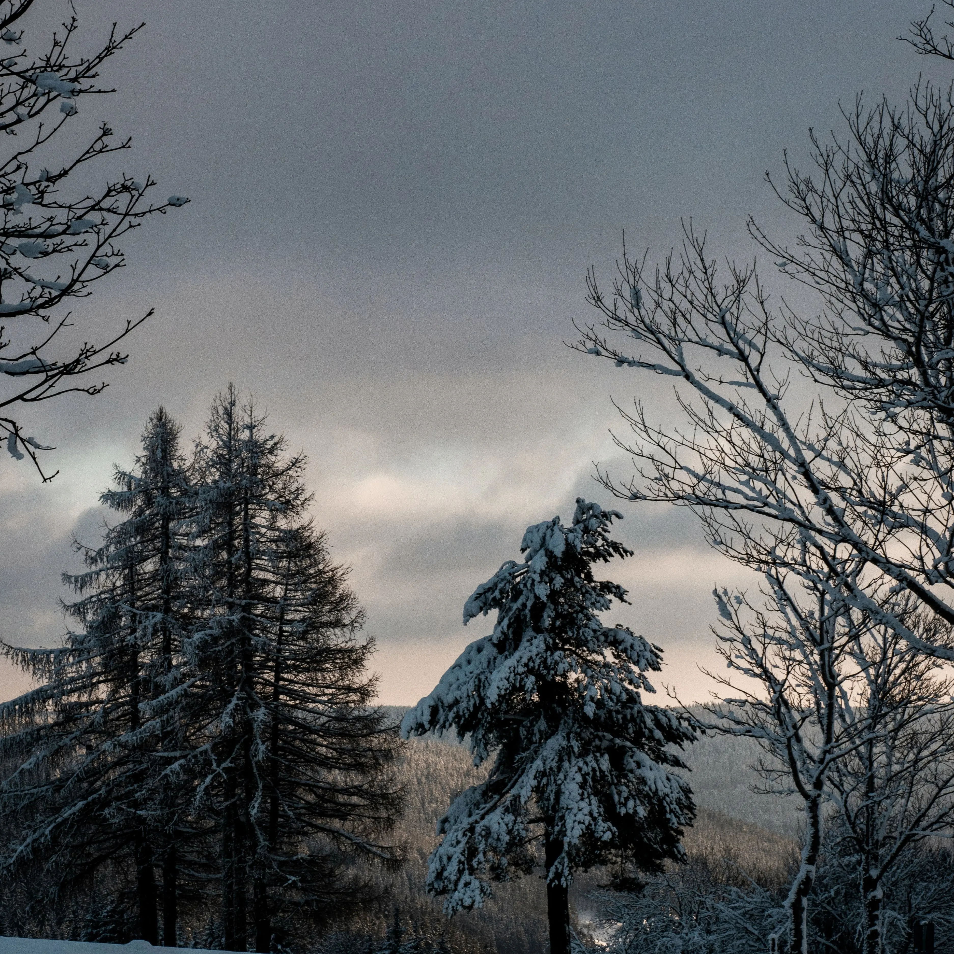 Chuberup의 어니스트 셀번