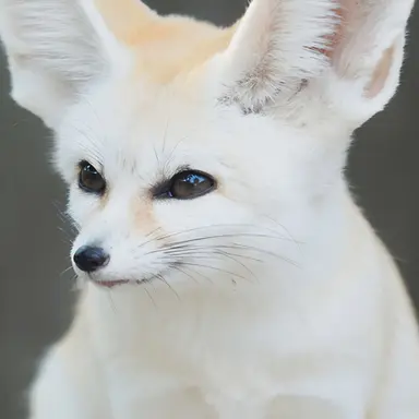 Profile image of 여우