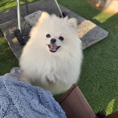 Profile image of 여우