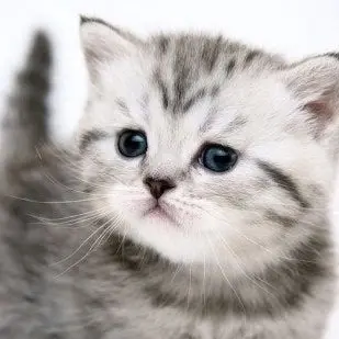 Profile image of 냥이