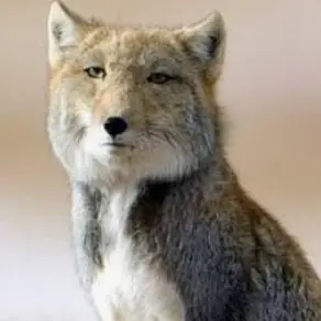 Profile image of 늑대