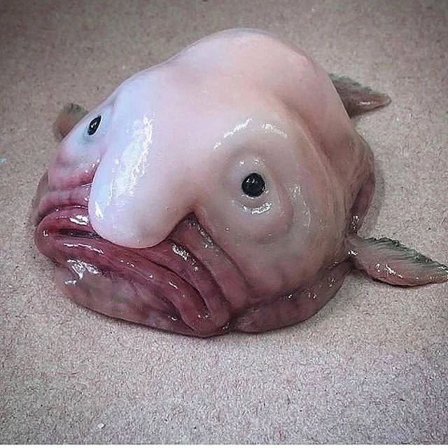触手