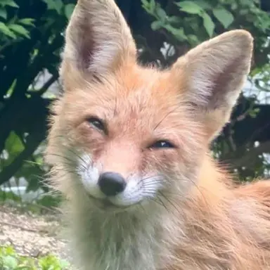 Profile image of 스즈키 나츠네