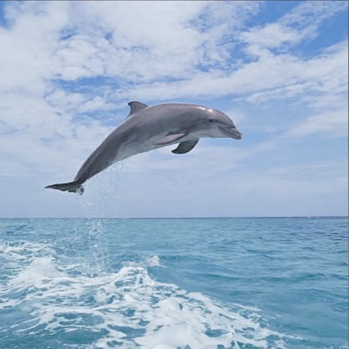 JoyfulGraph9055의 昭和の夏〜戦争下での女たち〜