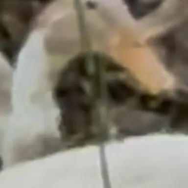 Profile image of チノ