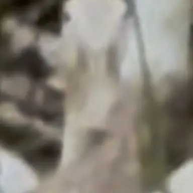Profile image of ホワイト