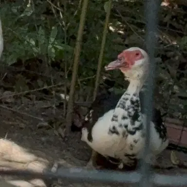 Profile image of ピピ
