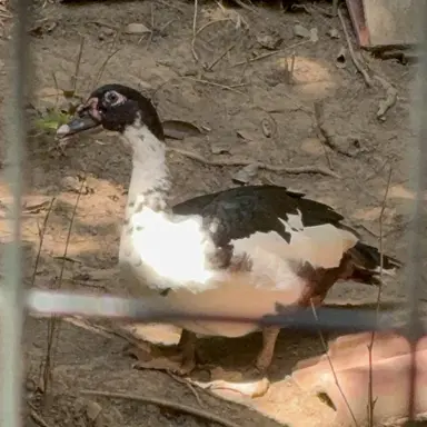 Profile image of タルギ